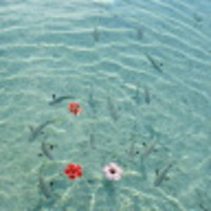 Meet your Posher, Caitlyn